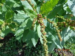 Image result for Rumex nepalensis