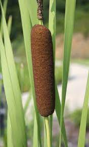 Feb 11, 2020 · these plants grow readily along marshy areas near lakes, rivers, ditches and streams. Tips Information About Cattails Gardening Know How