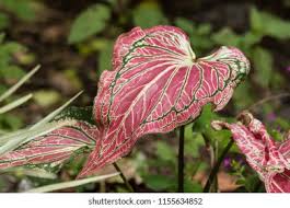 Image result for Coleus maculosus