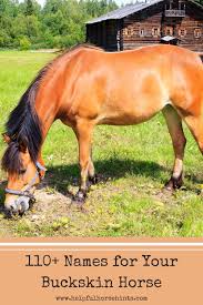 Their manes and tails are dark, either black or very dark brown. 52 Horse Colors Buckskin Horses Ideas Horses Horse Coloring Buckskin Horse