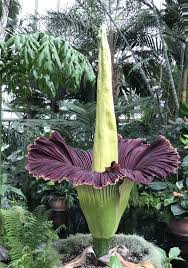 Stinky Flower Botanical Garden In 2020 Amorphophallus Titanum Corpse Flower Titan Arum