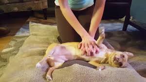 How To Perform Cpr On A Dog Youtube