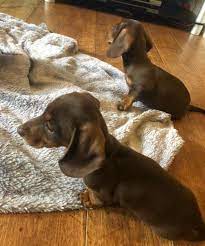 Miniature Dachshund Puppies In Port Elizabeth Dogs Puppies Public Ads 106974