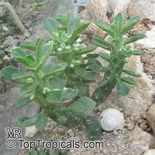 Image result for Monadenium lugardiae