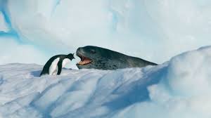 Tiny Penguin Makes A Deadly Dash From Giant Leopard Seal Seven Worlds One Planet Bbc Earth Youtube Leopard Seal Penguins Unique Animals