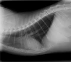 Reasons For Heavy Breathing In Cats And How To Help Lovetoknow Heavy Breathing Cat Cat Health Cats