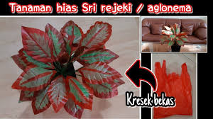 Cara Membuat Tanaman Sri Rejeki Dari Kresek Diy Aglaonema Plastic Carr Tanaman Kreatif Bunga