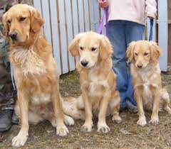 Reserve your spot on the puppy list. Pin On Da Pooch