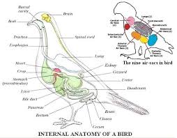 Anatomy Of Animals Anatomy Animal Medicine Parrot Facts