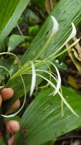 Image result for Corymborkis corymbis