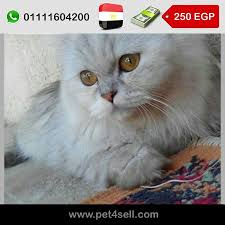 مصر القاهرة قطط هواي للبيع الاب والام نادرين هواي تايجر ٤ قطط ٣ اناث ١وذكر العمر ٢٥ مدينة نصر pet4sell cats animals