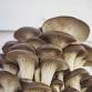 CARDIGAN: Log Cultivation of Shiitake Mushrooms at event image