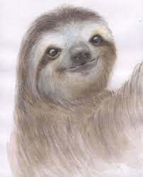 Sloth Painting Sloth Watercolor Sloth Illustration Animal Art Cute Animals Original Watercolor Painting 8x10 In 2021 Sloth Drawing Cute Sloth Pictures Sloth Art
