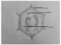 Maybe you would like to learn more about one of these? Solved Question 59draw A Neat Diagram Of Plant Cell And Label Self Study 365