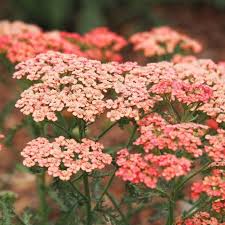 Pin On Fleurs D Ete