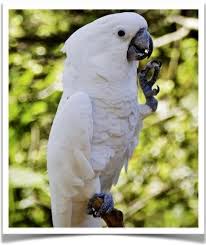 Find cockatoo in birds for rehoming | find birds locally for sale or adoption in canada : Umbrella Cockatoo The Finch Farm