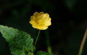 Image result for Sida veronicifolia