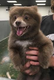 85 Dogs That Look Like Teddy Bears Bear Dog Cute Animal Pictures Funny Animal Pictures