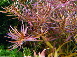 Image result for Ludwigia