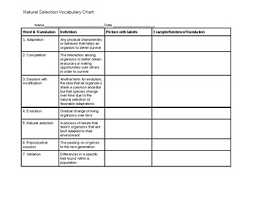 natural selection vocabulary chart