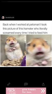 Pin By Kristina On Funny Animal Memes Clean Funny Animal Memes Animal Memes