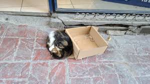 We'll even pay for shipping! Andrew Toycat On Twitter It S My Last Day Here In Istanbul So I D Like To Provide An Update To The Box Cat Tale Someone Took The Box Away Last Week And He S