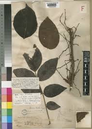 Image result for Lijndenia sp. cf barteri