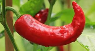 Red and green peppers are good sources of vitamin c, some vitamin a, and small amounts of several minerals. How To Save Pepper Seeds And Grow Pepper Plants Happy Diy Home