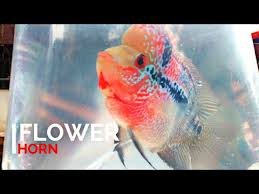 Goldfish, tropical fishes, acquarium fishes and many more. Galiff Street Fish Market Kolkata Best Place To Buy Pet Fishes Fish Food Market In Kolkata India Youtube