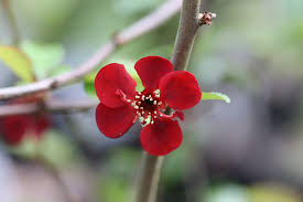 Image result for Chaenomeles japonica