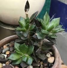 Image result for Secamone retusa