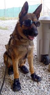 The Best Cat And Dog Photos Of The Day Military Working Dogs Army Dogs Military Dogs