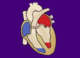 4 years ago 4 years ago. The Human Circulatory System