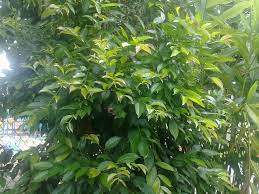 Serai diketahui mengandung zat aktif saponin dan flavonoid yang bersifat antimikroba sehingga dapat bermanfaat dalam mencegah infeksi bakteri. Serai Kayu Remedy For Treating Hypertension In East Coast Of Malaysia The Blog Of Dato Dr Anuar Md Nor
