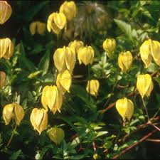 Image result for Clematis costata