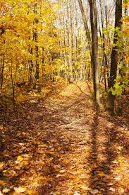 What Are Non Resinous Wood Hunker Deciduous Trees Beech Tree Wood