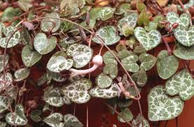 Image result for Ceropegia linearis