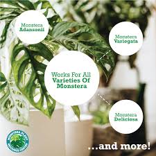 Monstera Plant Food Fertilizer In 2020 Plants Teaching Plants Plant Aesthetic