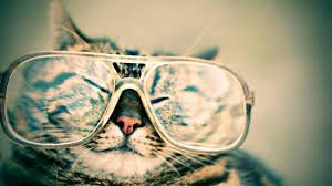 Pet sitting rates for cats. The Cat S Meow Pet Sitting In Manchester Nh