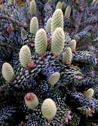 'aurea', new growth is yellow, gradually changes to green; Abies Koreana Silberlocke Korean Fir Abies Koreana Plants Conifer Trees