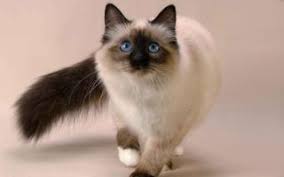 The munchkin is considered to be the original breed of dwarf cat. The Ultimate Guide To Different Types Of Cat Breeds 100 Feline Breeds