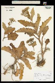 Image result for Senecio aetfatensis