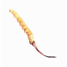 Keeda jadi (yarsagumba,caterpillar fungus) health benefitsकीड़ा जड़ी के फायदे और पहचान #keedajadi. Caterpillar Fungus Organic Keeda Jadi 1 Kg Rs 800 Gram Himalayan Herbes Id 22049985355