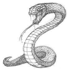 Snake skeleton skull drawing, snake, animals, scaled reptile, fictional character png. Snake Sketch Turn This Into A Tattoo By Having The Tail Wrap Around My Arm Snake Sketch Snake Art Snake Drawing