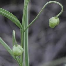 Image result for Camptorrhiza strumosa