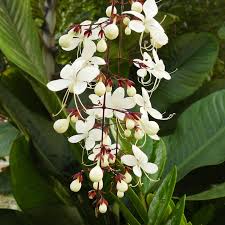 Image result for Clerodendrum abilioi