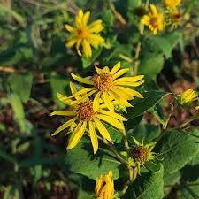 Image result for Aspilia mendoncae