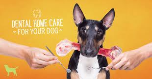 Check spelling or type a new query. 10 Tips To Help Prevent And Treat Dental Disease In Dogs Dogs Naturally