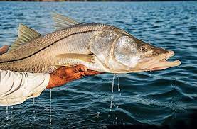 Today We Are Talking About How To Catch Snook We Will Be Covering A Lot Of Information To Maximize You Fishing Tips Fishing Magazines Saltwater Fishing Lures