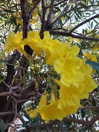 Image result for Handroanthus chrysotrichus